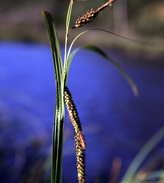 carex