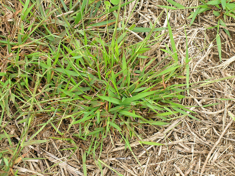 crabgrass