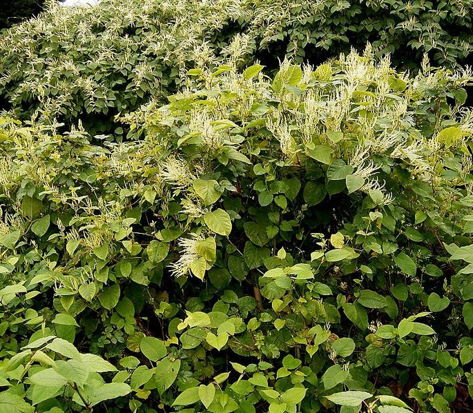 knotweed