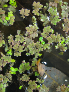 duckweed and water fern