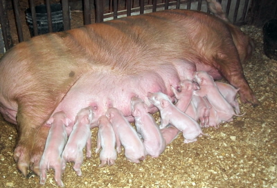 sow and her piglets