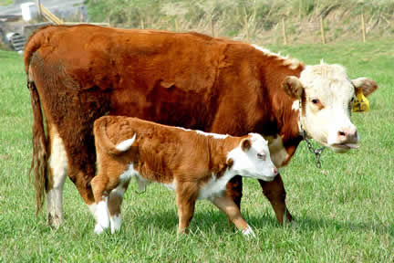 cow and calf