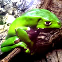 Monkey Frog