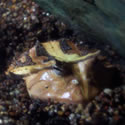 Ornate Horned Frog 