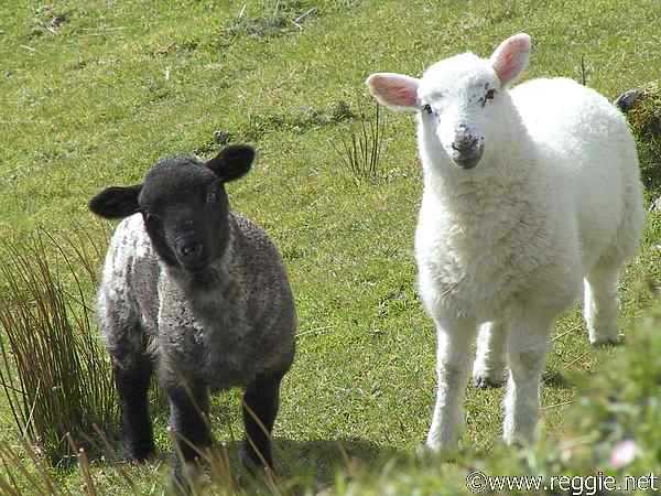 sheep
