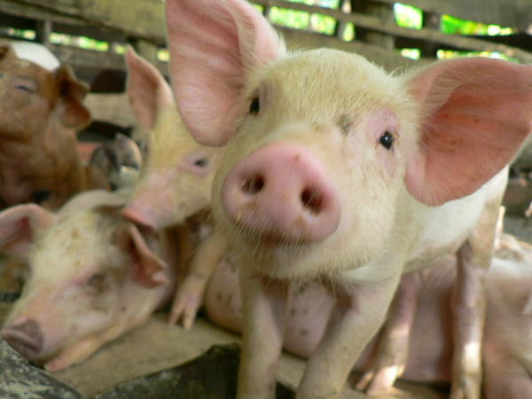 pig