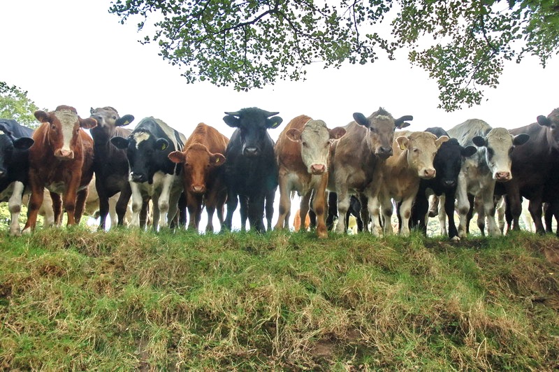 cow