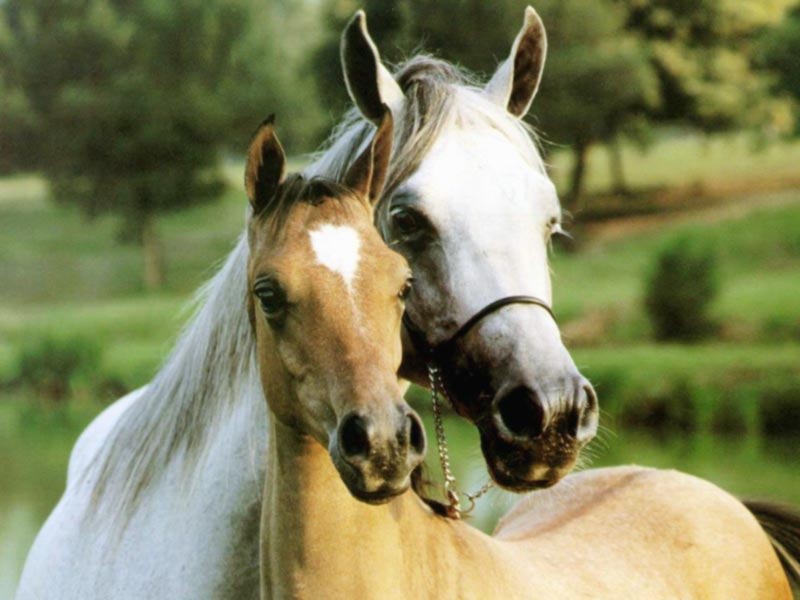 horse