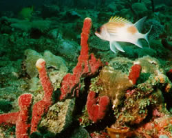A photo of a coral reef with a fish.