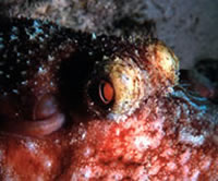 Octopus eyes photograph.
