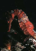 Red Seahorse photograph.