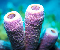Purple sponges photograph.