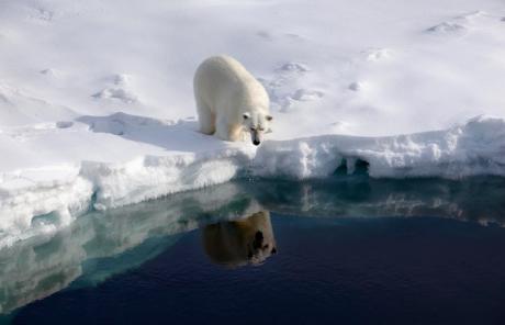 polar bear