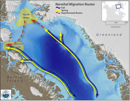 narwalmigration