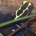 Dyeing poison dart frog