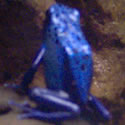 Blue poison dart frog