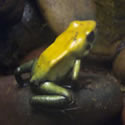 Golden poison dart frog