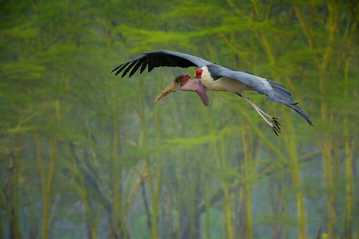 stork