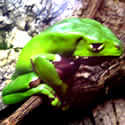 Monkey frog