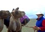 Helen Thayer with camels in Gobi Desert.
