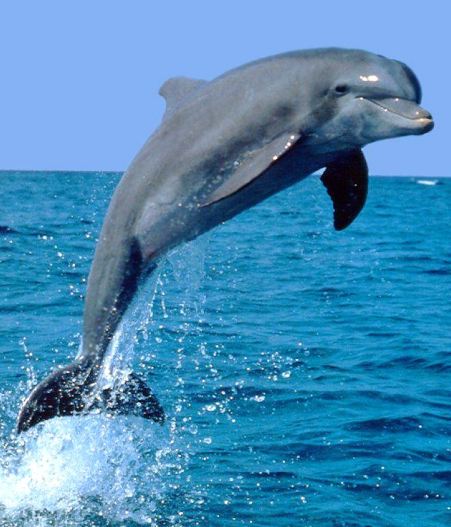 Dolphin