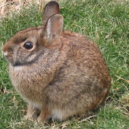 Eastern Cottontail rabbit