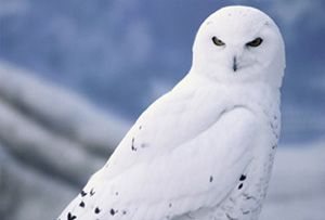 Snowy Owl