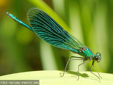 dragonfly in summer
