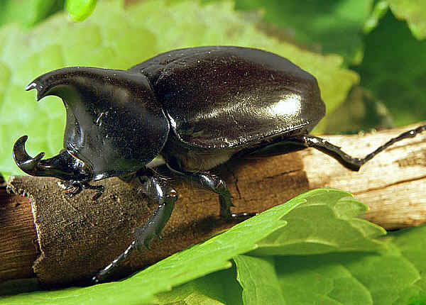 rhino beetle