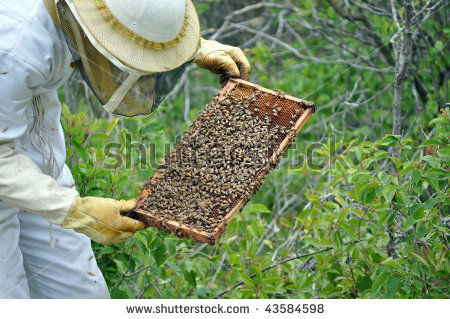 bee keeper