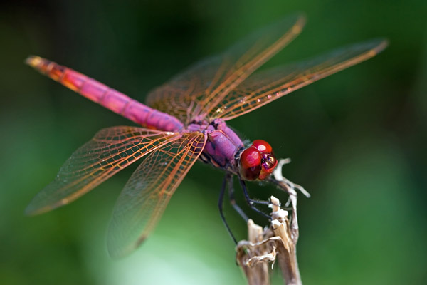 pink dragonfly