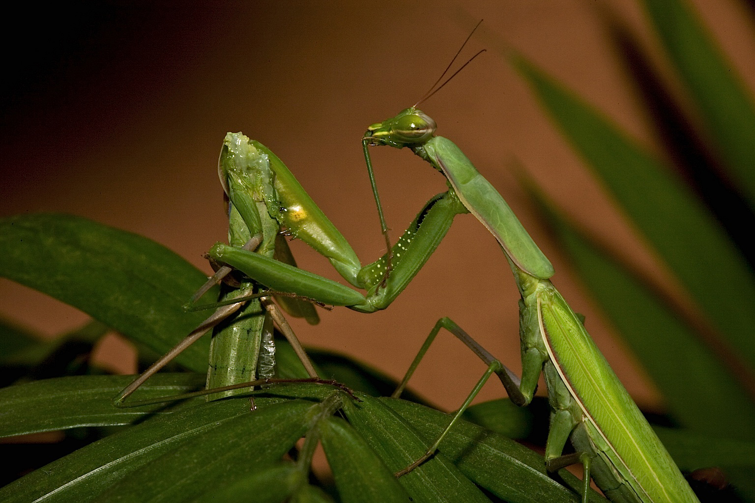 mantis eating